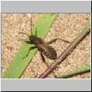 Alydus calcaratus - Krummfuehlerwanze 01a 10mm - Sandgrube OS-Wallenhorst.jpg